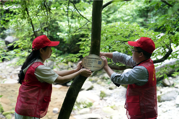 10秭归法院对珍稀植物长果安息香挂牌保护.jpg